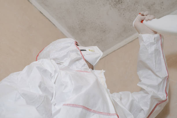 Home Mold Removal in West Pleasant View, CO